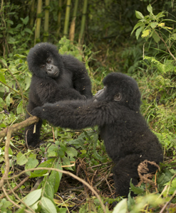 gorilla